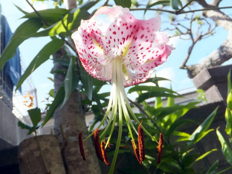 カノコユリ（鹿子百合、学名：Lilium speciosum）